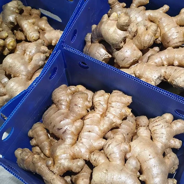 Fresh Ginger Market omfavner kvalitetsoppgradering
