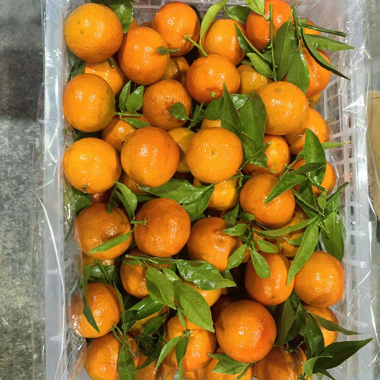 Frisk Mashui Mandarin
