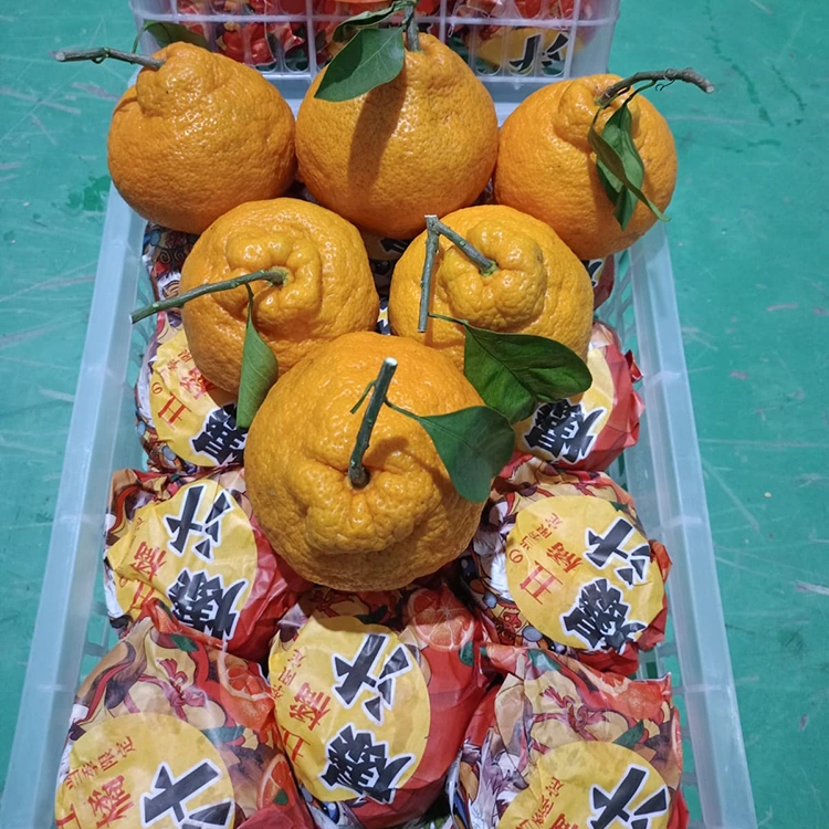 Frisk Shiranui Mandarin