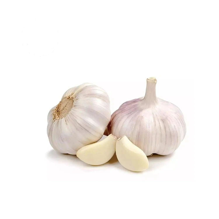Premium fast og fyldig normal hvit hvitløk