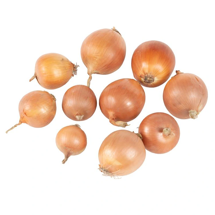 Premium fersk gul løk